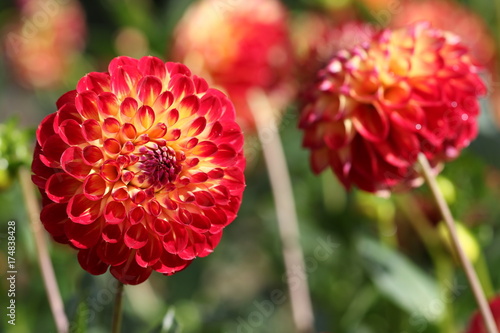 Fototapeta Naklejka Na Ścianę i Meble -  dahlia