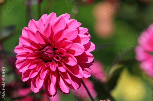 Fototapeta Naklejka Na Ścianę i Meble -  dahlia