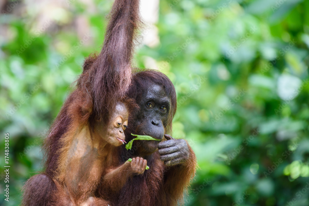 Naklejka premium Orangutan