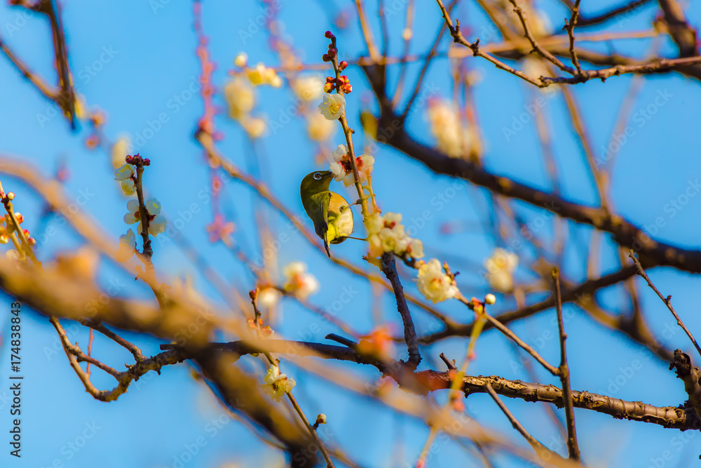 The Japanese White-eye and white plum blossoms. Located in Tokyo Prefecture Japan. The Japanese White-eye and white plum blossoms. Located in Tokyo Prefecture Japan.