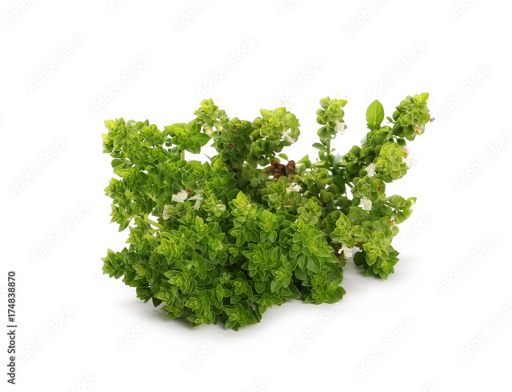 Green basil herb isolated on white background, Ocimum basilicum Green basil herb isolated on white background, Ocimum basilicum