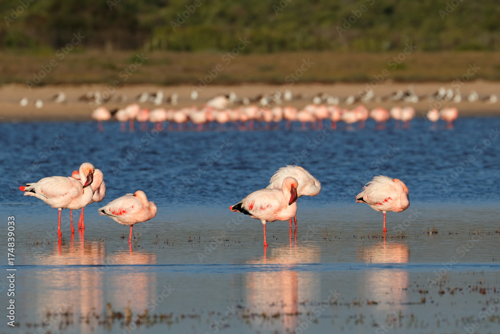 Greater flamingos (Phoenicopterus roseus) in shallow water, South Africa.