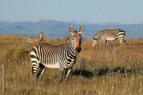 Cape mountain zebras (Equus zebra) in grassland, Mountain Zebra National Park, South Africa.