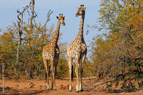 Giraffes  Giraffa camelopardalis  in natural habitat  Kruger National Park  South Africa.