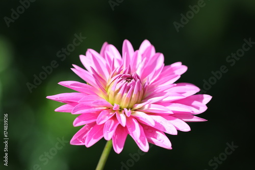 Fototapeta Naklejka Na Ścianę i Meble -  dahlia