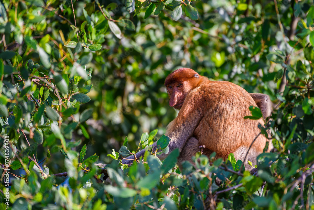 Obraz premium Proboscis monkey
