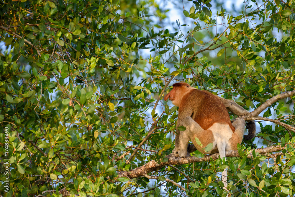 Obraz premium Proboscis monkey