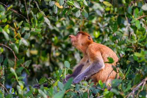 Proboscis monkey © Roberto