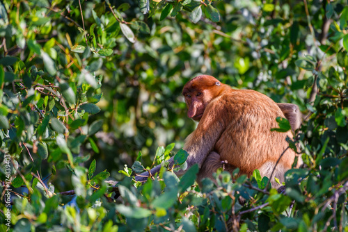 Proboscis monkey