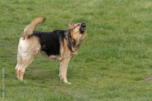 Schäferhund-Mischling zeigt die Zähne