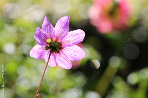 Fototapeta Naklejka Na Ścianę i Meble -  dahlia