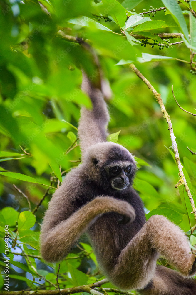 Fototapeta premium Gibbon
