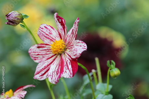 Fototapeta Naklejka Na Ścianę i Meble -  dahlia