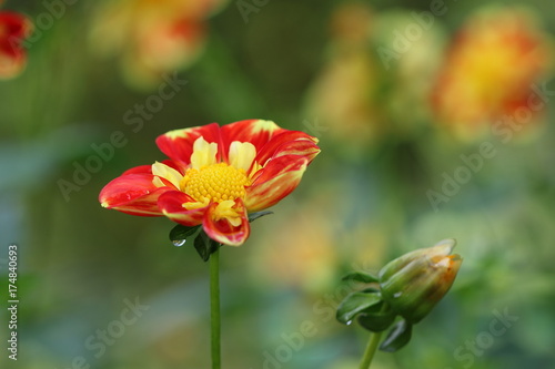 Fototapeta Naklejka Na Ścianę i Meble -  dahlia