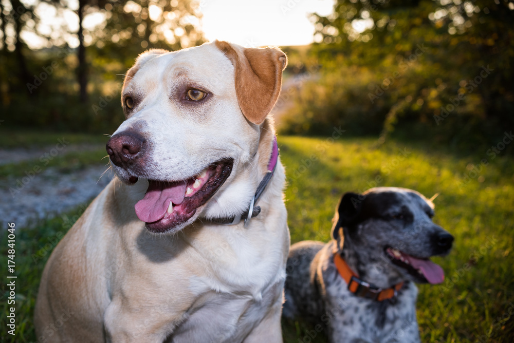 Dog sitting and panting with another dog behind it blurred in background Dog sitting and panting with another dog behind it blurred in background