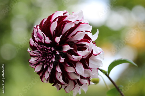 Fototapeta Naklejka Na Ścianę i Meble -  dahlia