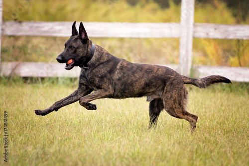 Photography Dutch Shepherd running with a ball