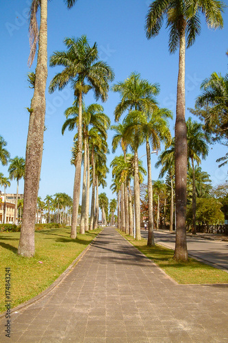 Aligned palm trees