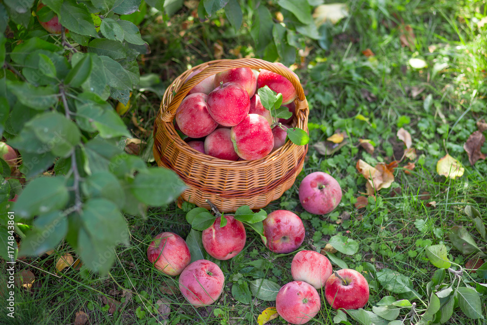 Ripe apples in basket in autumn garden.Top view. Ripe apples in basket in autumn garden.Top view.