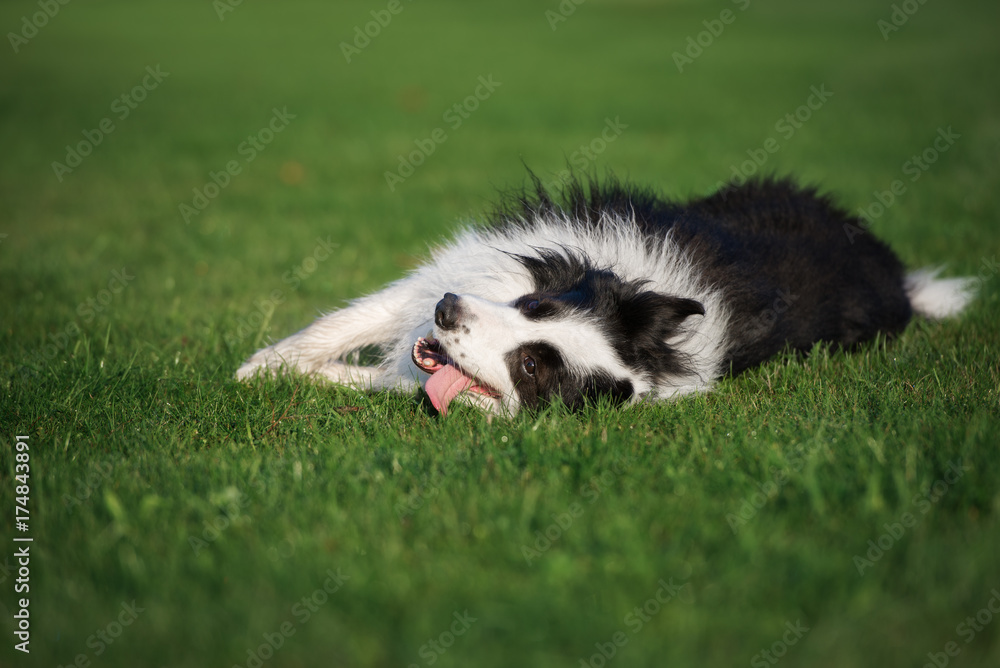 happy border collie dog rolling on grass