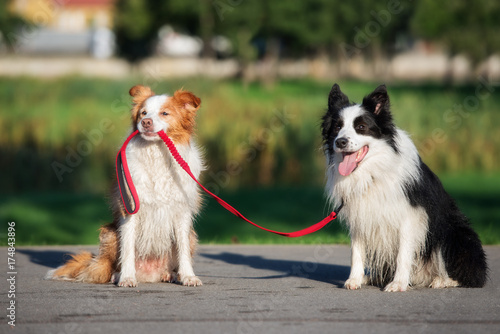 Canvas Print funny border collie dog holding another dog on a leash