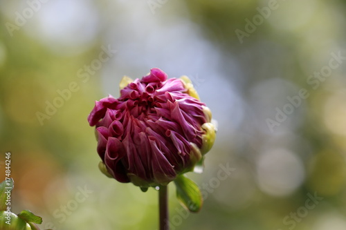 Fototapeta Naklejka Na Ścianę i Meble -  dahlia