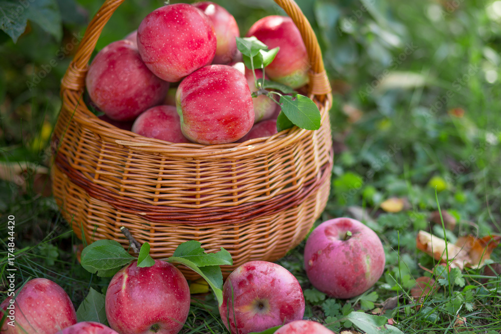 Organic ripe fruit in basket in autumn garden. Fresh harvest of apples. Organic ripe fruit in basket in autumn garden. Fresh harvest of apples.