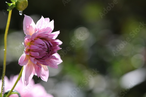 Fototapeta Naklejka Na Ścianę i Meble -  dahlia