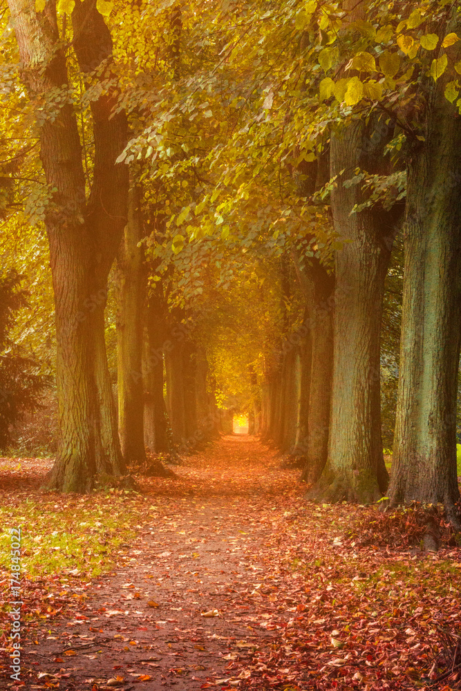 Obraz premium Goldener Herbst im Park in einer Allee, Lindenpark, Rostock, Mecklenburg Vorpommern