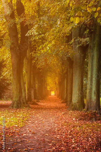 Goldener Herbst im Park in einer Allee  Lindenpark  Rostock  Mecklenburg Vorpommern