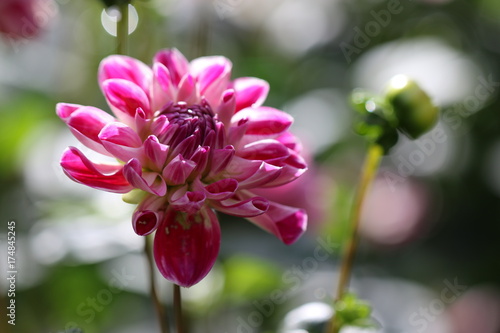 Fototapeta Naklejka Na Ścianę i Meble -  dahlia