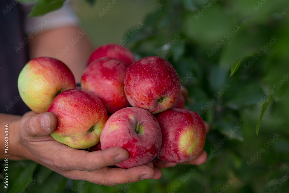 Ripe organic apples in hands in the garden. Harvesting fruit. Ripe organic apples in hands in the garden. Harvesting fruit.