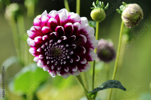 Fototapeta Naklejka Na Ścianę i Meble -  dahlia