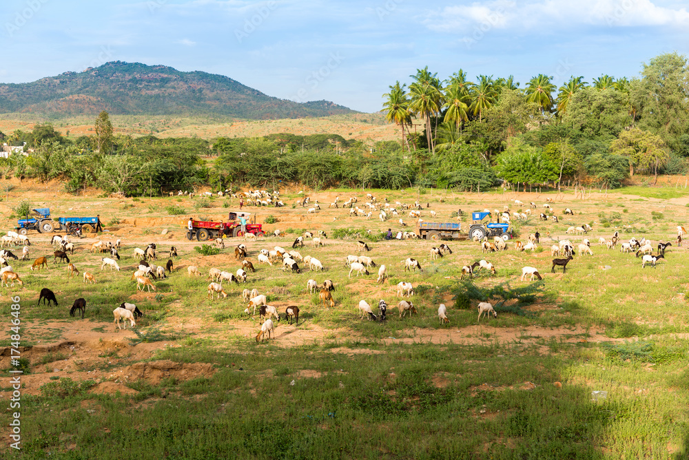 View of the Indian rural landscape, Puttaparthi, Andhra Pradesh, India. Copy space for text.