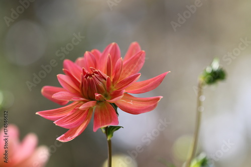 Fototapeta Naklejka Na Ścianę i Meble -  dahlia