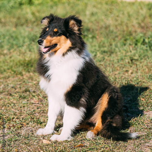 The Shetland Sheepdog, Sheltie, Collie Puppy Outdoor