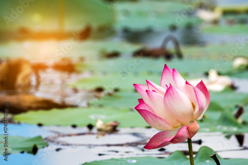 Beautiful lotus flower is the symbol of the Buddha, Thailand