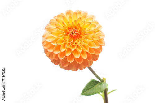 Flower of beautiful orange dahlia macro nature isolated on white background. Botanical, concept, flora, idea. Pompom form photo