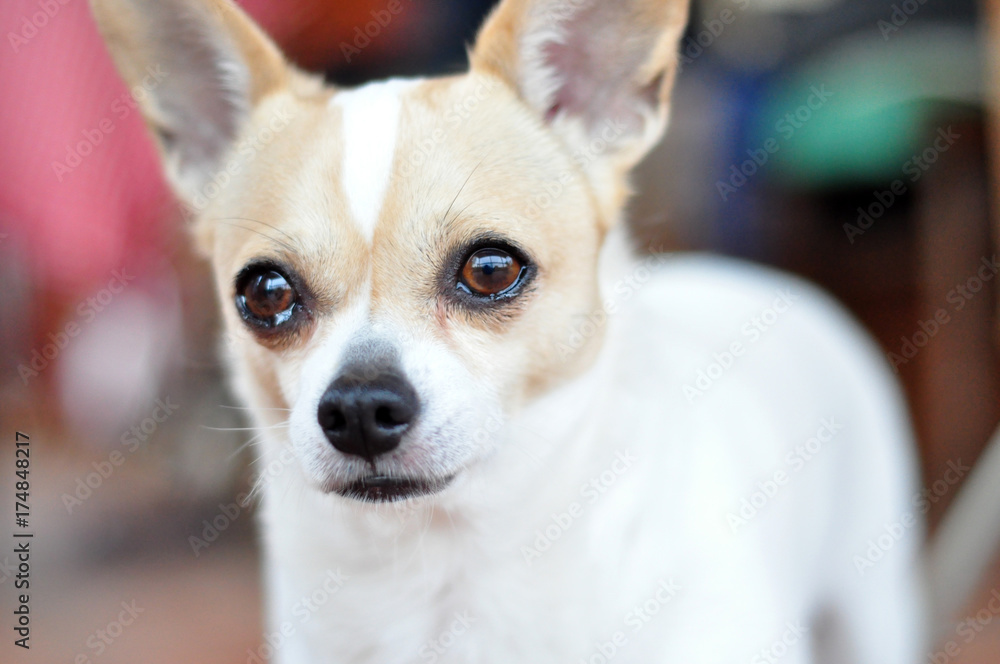 Eyes Chihuahua closeup of the dog's face is blurred