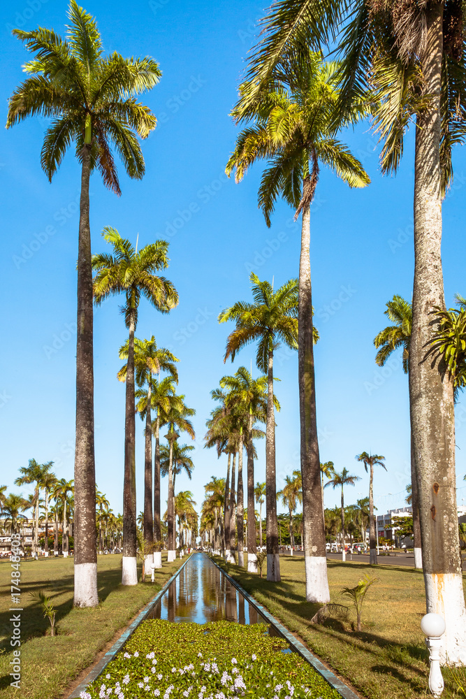 Fototapeta premium Aligned palm trees