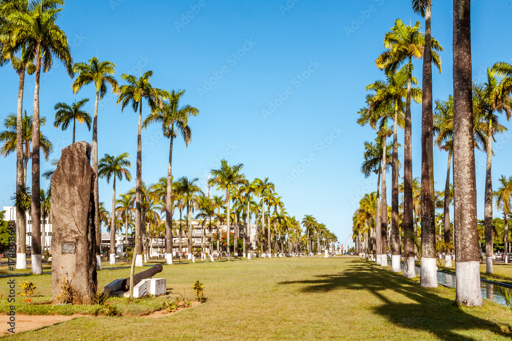 Fototapeta premium Aligned palm trees