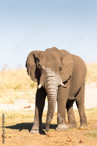 African Elephant  Botswana