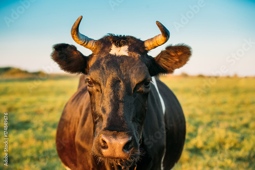 Close Up Of Cow In Meadow Or Field With Green Grass In Mouth. Cow