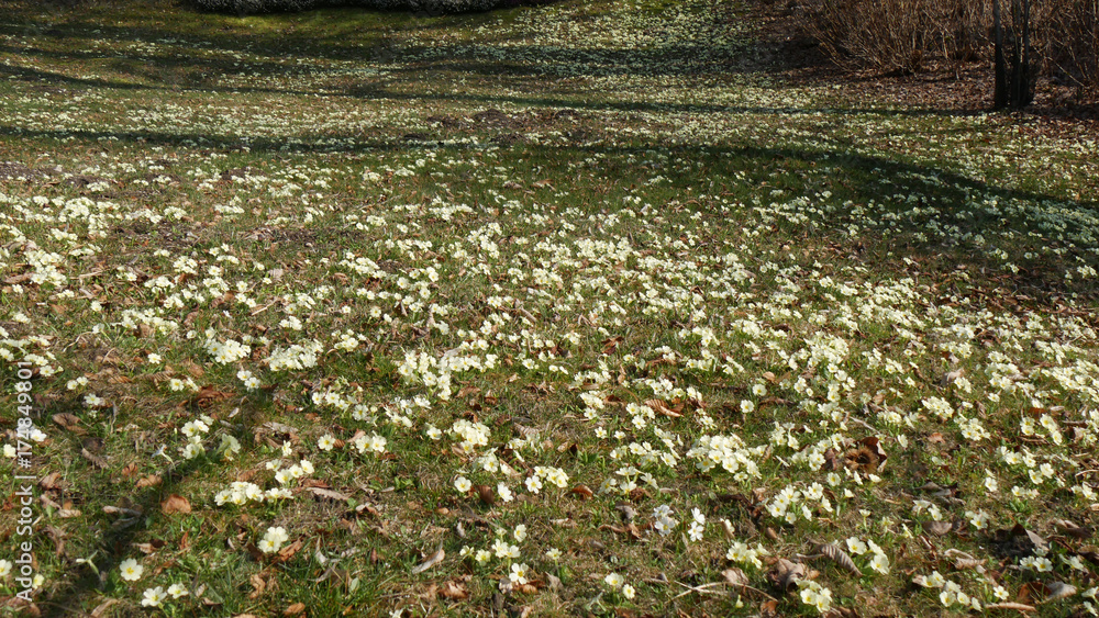 Obraz premium Primule nel prato in primavera