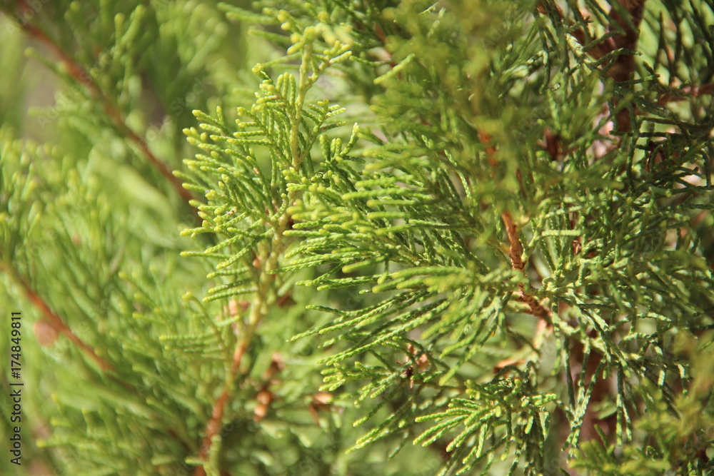 Closeup of the Pine leaves and Branches.