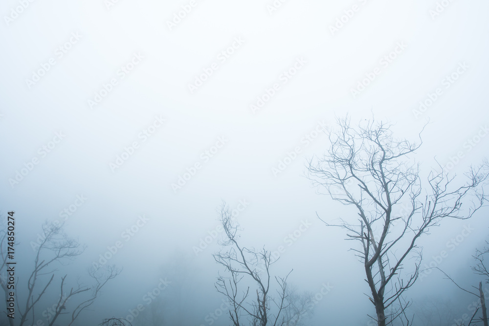 tree in a field, winter season.