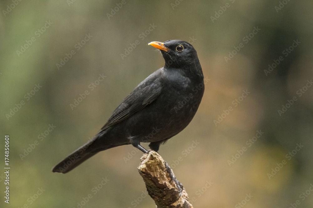 Blackbird Blackbird