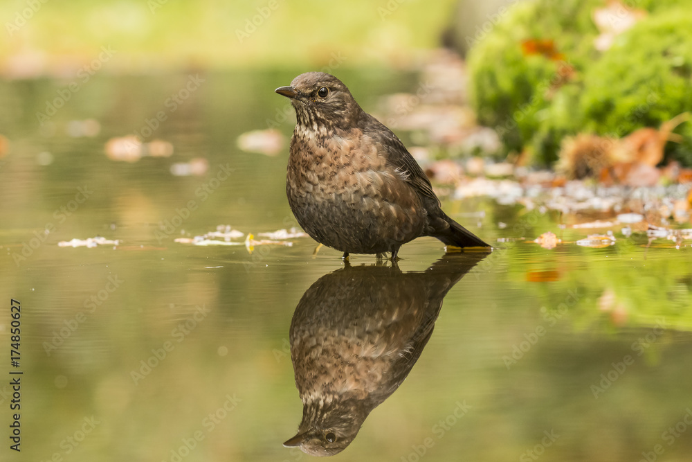 Obraz premium Blackbird