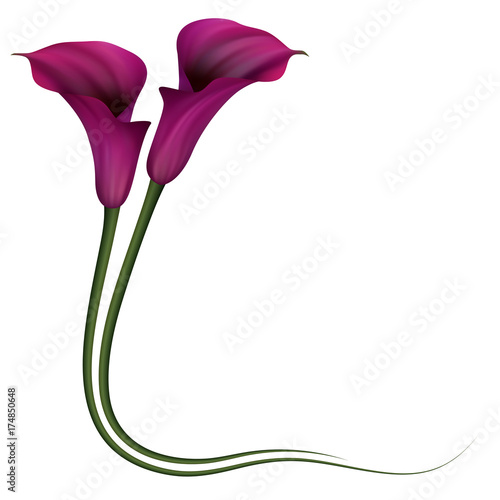 Fototapeta Naklejka Na Ścianę i Meble -  Realistic violet calla lily, corner. The symbol of Royal beauty.