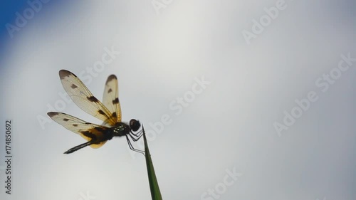 Slow motion beautiful dragonfly on top grass on sky blue background